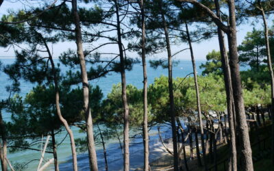 Pins parasols à Saint-Brévin-les-Pins Forêt de pins - 5 bonnes raisons de choisir la côte Atlantique