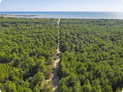 blog-guest-adom-top-5-destinations-foret-pays-de-monts-saint-hilaire-de-riez blog-guest-adom-top-5-destinations-foret-pays-de-monts-saint-hilaire-de-riez