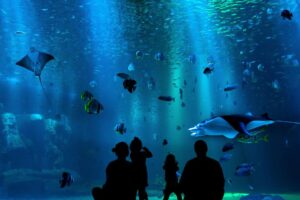 blog-partir-sur-la-cote-d'emeraude-grand-aquarium-saint-malo blog-partir-sur-la-cote-d'emeraude-grand-aquarium-saint-malo
